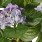 Preview: Getopfte Grabpflanze, Hortensienpflanze blau, Naturgetreu