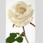 Preview: Rosen mit Stiel