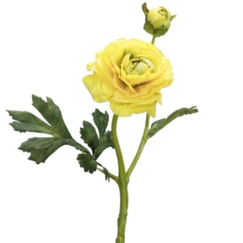 Gelbe Ranunkeln, Lieferung 3 Stück