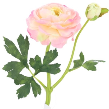 Lieferung 3 Stück Ranunkeln rosa