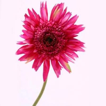 Gerbera Gemini Zarah, Blumenschmuck Gerbera fuchsia. L 50cm