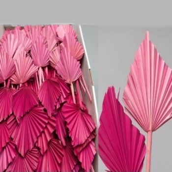 Getrocknete Palmenblätter, Farbe Erika. 100 Stück