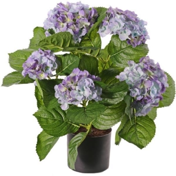 Getopfte Grabpflanze, Hortensienpflanze blau, Naturgetreu
