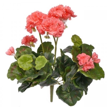 Geranien Pflanze rosa ohne Topf. 30 cm.