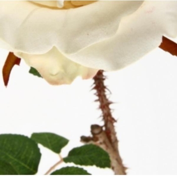 Naturgetreue Rose
