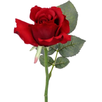 Rote Trauer Rose zum Gedenken und Abschied