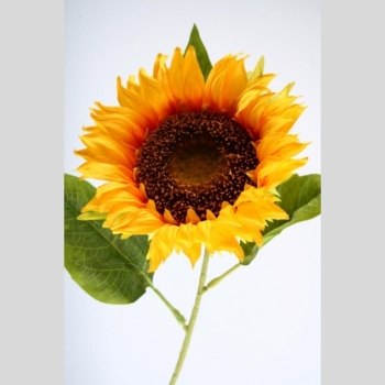 Lange Sonnenblumen. 70cm. 3 Stück