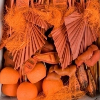 Trockenblumen Exoten orange, Grab Sortiment