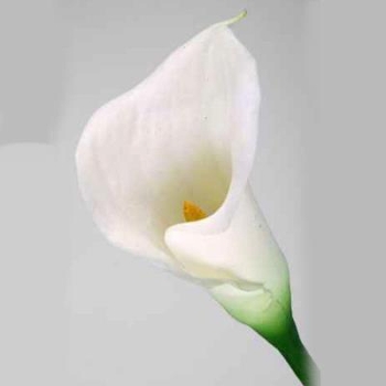 Calla weiß Realtouch - künstlicher Blumenschmuck online