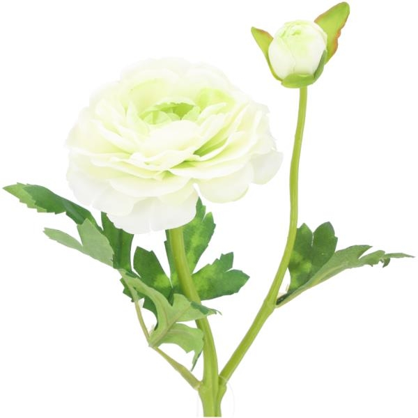 Lieferung 3 weisse Ranunkeln