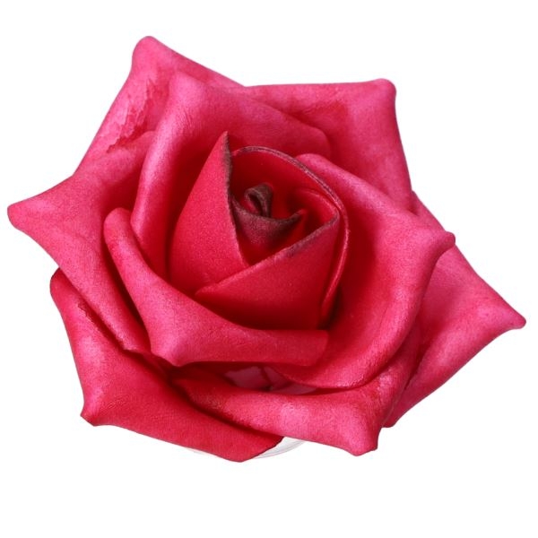 Schöne offene Rosenblüten Farbe erika