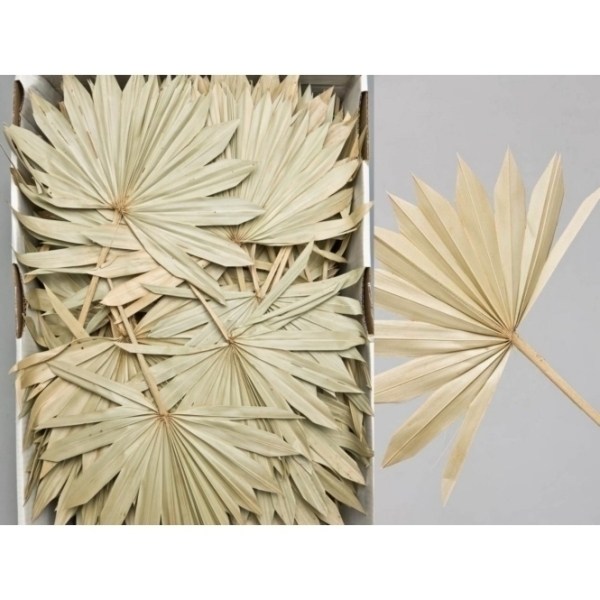 Palmwedel Natur, Palmblätter, 100 Stück