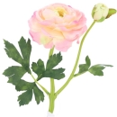 Lieferung 3 Stück Ranunkeln rosa