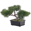 Bonsai Ceder Kunstpflanze 113 Blatt. 25cm.