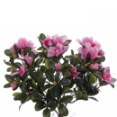 Kunstblume Grab Azalee Wetterfest. 20cm