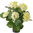 Grabpflanze Hortensie creme grün. 36 cm.