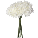 Hortensien Pick, Bund x5