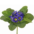 Künstliche Primel in blau, 12 Blüten, 20cm
