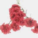 Nelke Rot Seidenblume. Länge 60cm, 1 Stück