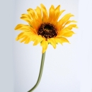 Kleine Sonnenblumen. L 25cm. 6 Stück